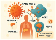 Synergy of SARS-CoV-2 and HIV-1 Infections in the Human Brain