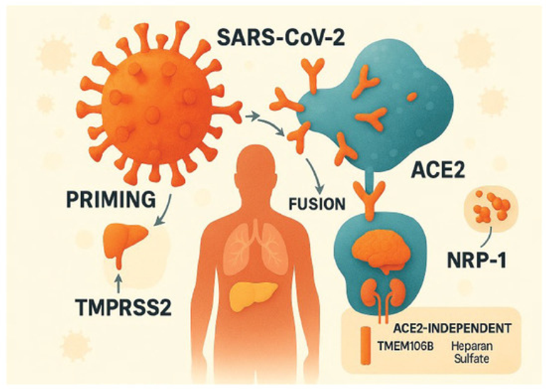 Synergy of SARS-CoV-2 and HIV-1 Infections in the Human Brain