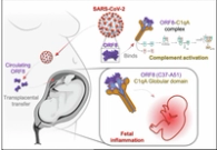 Transplacental SARS-CoV-2 protein ORF8 binds to complement C1q to trigger fetal inflammation