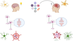 Chronic Neuroplasticity Changes Following Neurotropic Viral Infection: Mechanisms and Implications