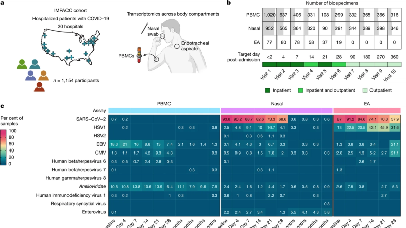 Virus reactivation in acute and long COVID-19
