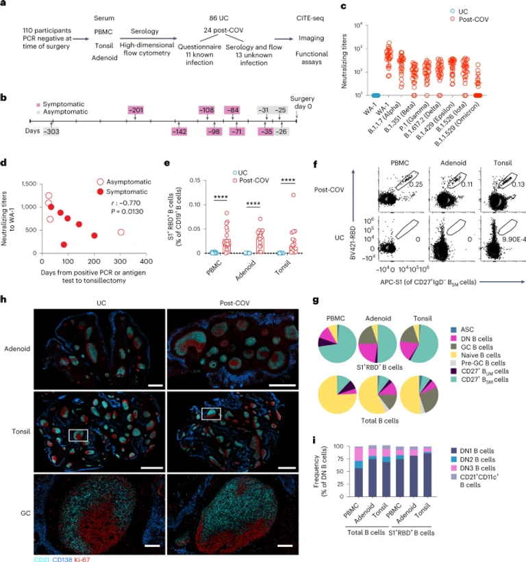 Adaptive immune responses to SARS-CoV-2 persist in the pharyngeal lymphoid tissue of children