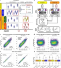 Accelerated brain ageing during the COVID-19 pandemic