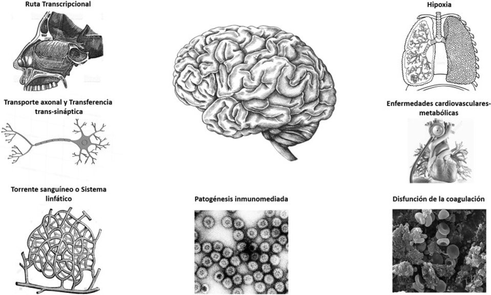 Síndrome COVID prolongado asociado a «niebla cerebral»