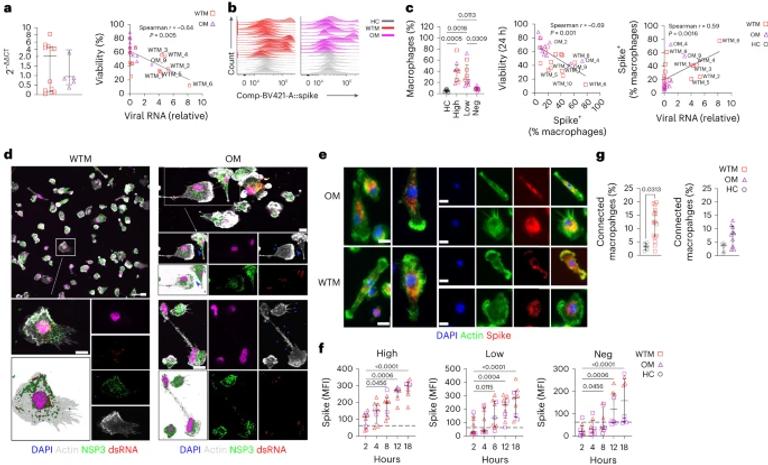 SARS-CoV-2 viral persistence in lung alveolar macrophages is controlled by IFN-γ and NK cells