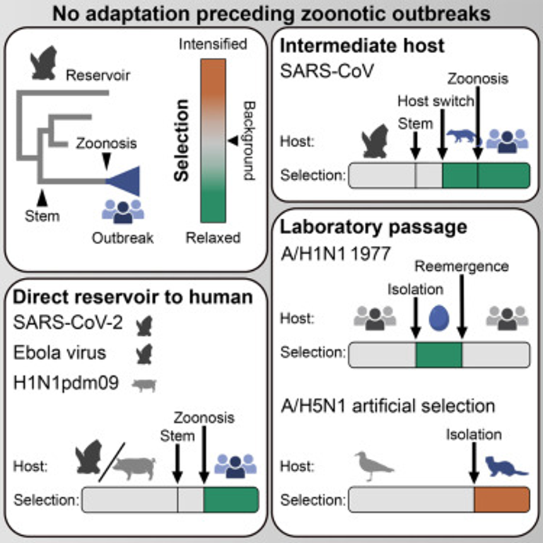 Dynamics of natural selection preceding human viral epidemics and pandemics