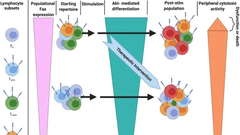 Akt-Fas to Quell Aberrant T Cell Differentiation and Apoptosis in Covid-19