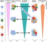 Akt-Fas to Quell Aberrant T Cell Differentiation and Apoptosis in Covid-19