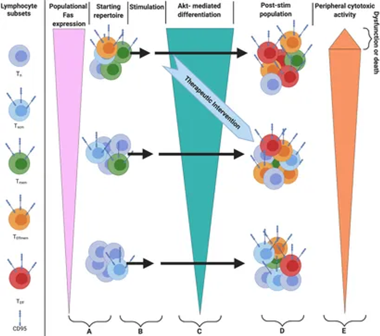 Akt-Fas to Quell Aberrant T Cell Differentiation and Apoptosis in Covid-19