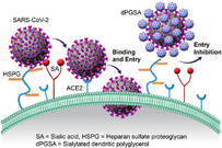 Polysialosides Outperform Sulfated Analogs for Binding with SARS-CoV-2