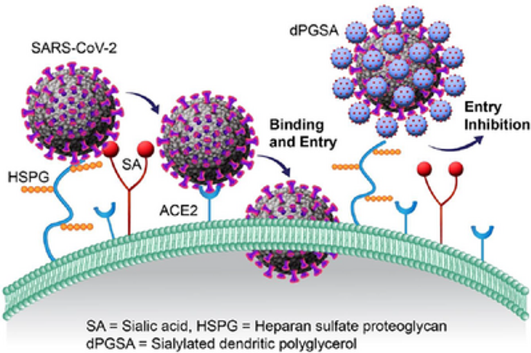 Polysialosides Outperform Sulfated Analogs for Binding with SARS-CoV-2