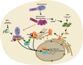 Mitochondrial dysfunction in acute and post-acute phases of COVID-19 and risk of non-communicable diseases