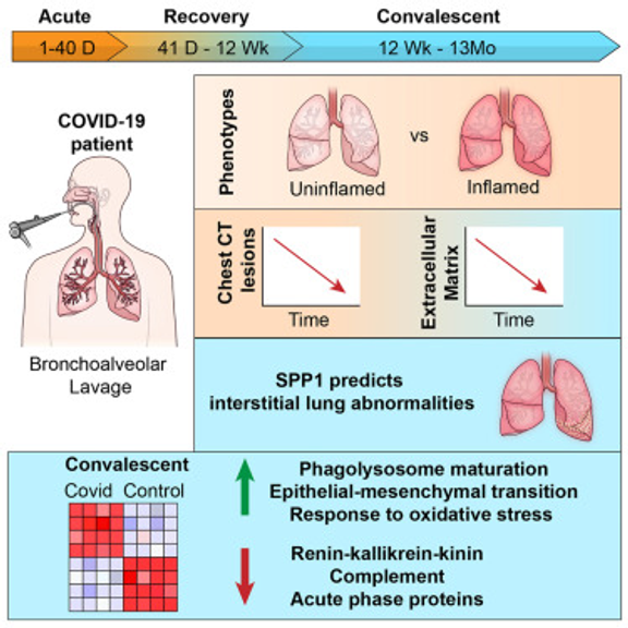 Longitudinal analysis of the lung proteome reveals persistent repair months after mild to moderate COVID-19