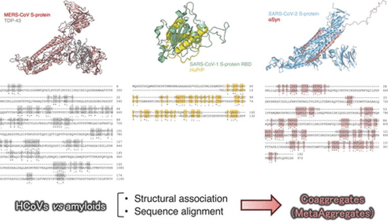 Neurotoxic Implications of Human Coronaviruses in Neurodegenerative Diseases: A Perspective from Amyloid Aggregation