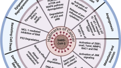 Oncogenic potential of SARS-CoV-2—targeting hallmarks of cancer pathways
