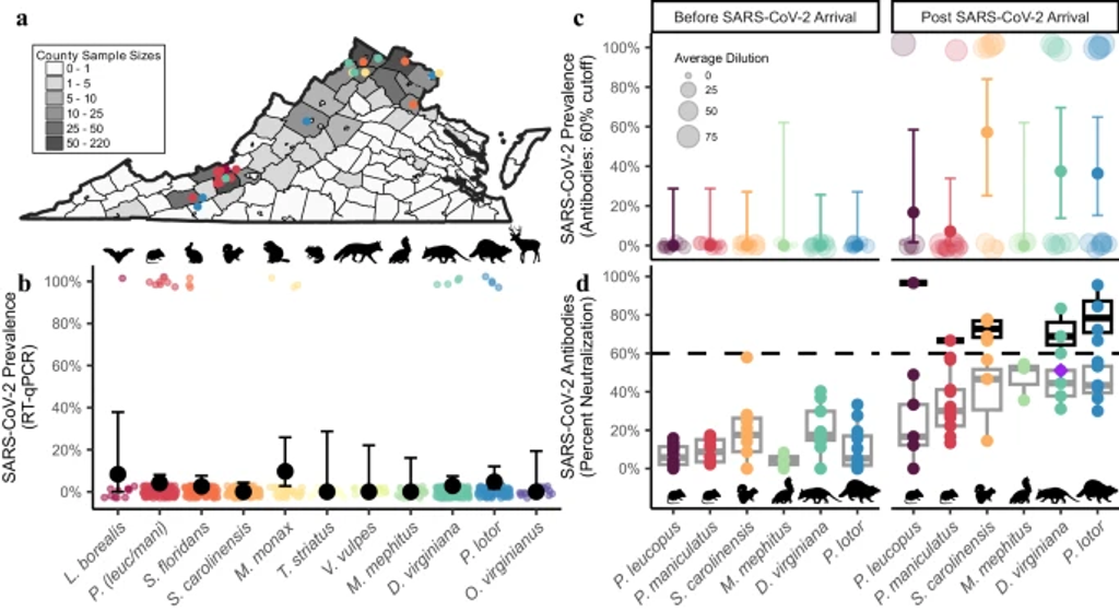 Widespread exposure to SARS-CoV-2 in wildlife communities