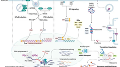 SARS-CoV-2 Selectively Induces the Expression of Unproductive Splicing Isoforms of Interferon, Class I MHC, and Splicing Machinery Genes