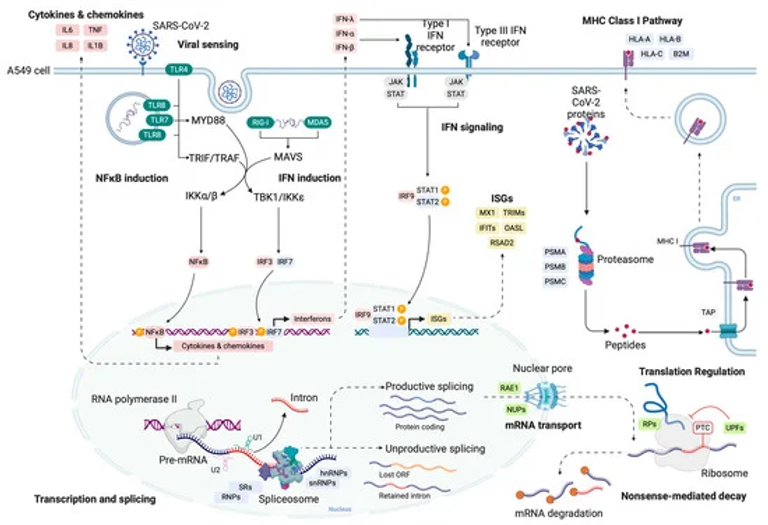 SARS-CoV-2 Selectively Induces the Expression of Unproductive Splicing Isoforms of Interferon, Class I MHC, and Splicing Machinery Genes