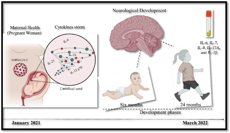 Cord blood cytokines/chemokines linked to delays in toddlers exposed to SARS-CoV-2 prenatally