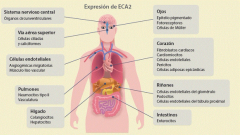 Infección del sistema nervioso por el coronavirus SARS-CoV-2
