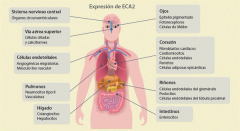 Infección del sistema nervioso por el coronavirus SARS-CoV-2