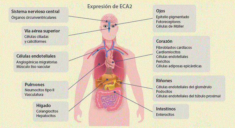 Infección del sistema nervioso por el coronavirus SARS-CoV-2