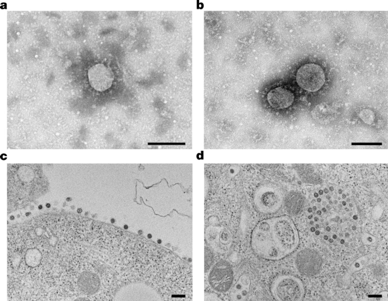Surveillance of SARS-CoV-2 at the Huanan Seafood Market