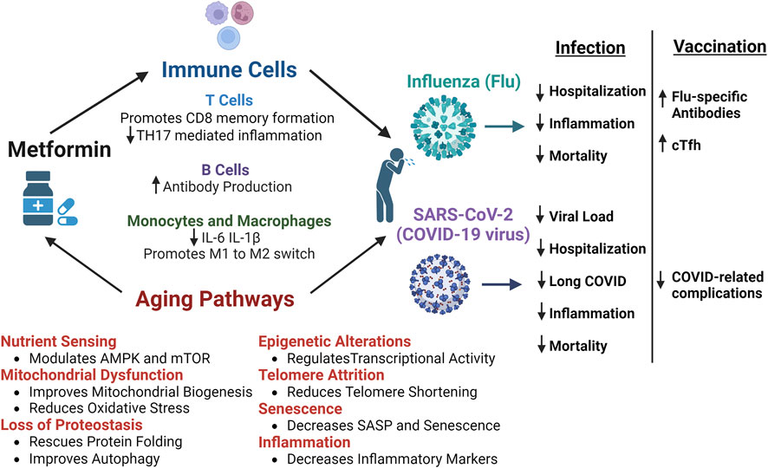 Old drug, new tricks: the utility of metformin in infection and vaccination responses to influenza and SARS-CoV-2 in older adults