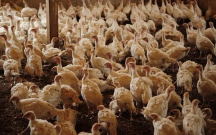 O que é a gripe aviária e como ela pode afetar o Brasil