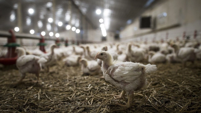 H5N1 “Bird Flu” spreads to Australia