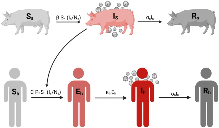 Estimating the risk of zoonotic transmission of swine influenza A variant during agricultural fairs in the United States: a mathematical modeling