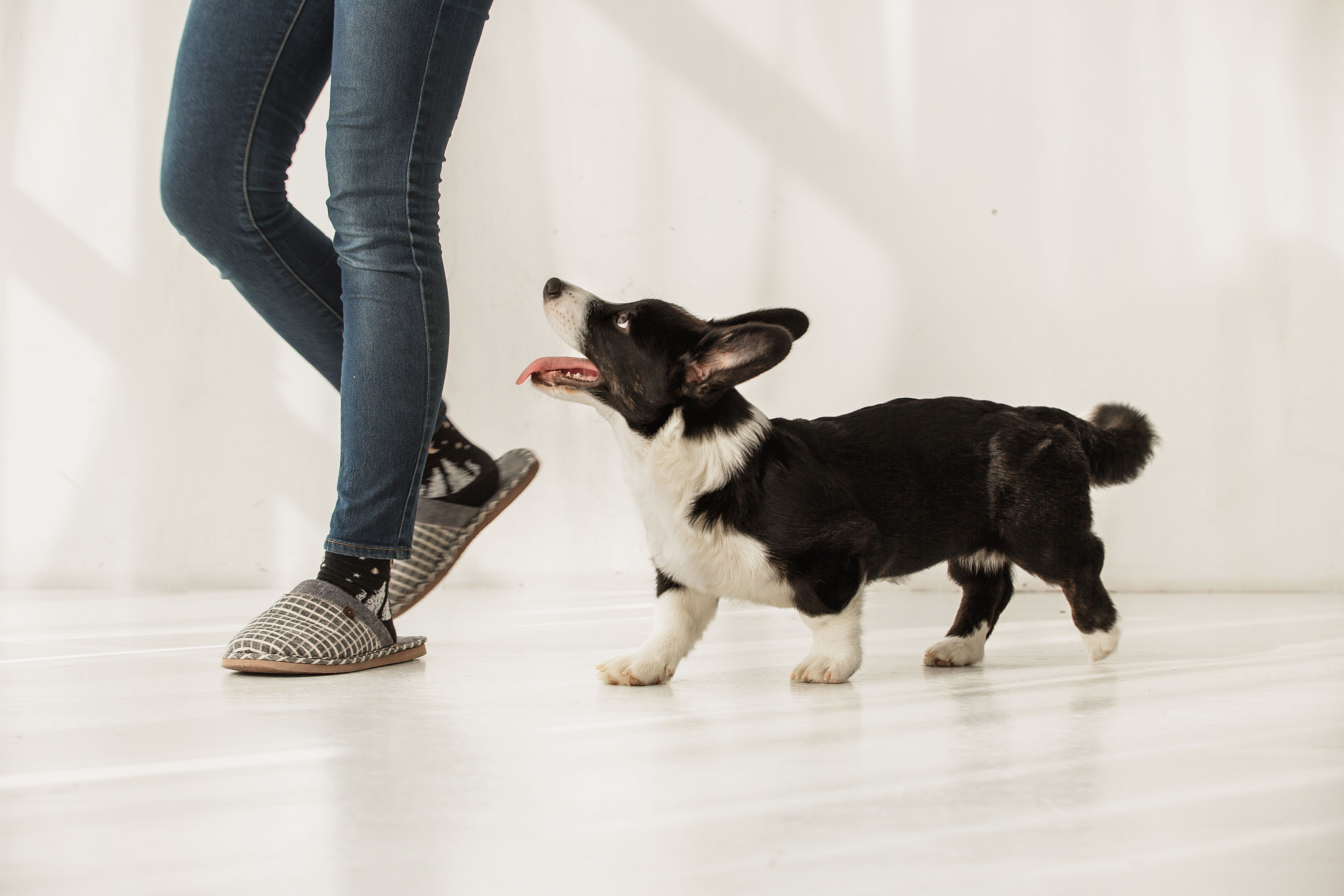 Separation Anxiety in Puppies: All You Need to Know - PetHelpful