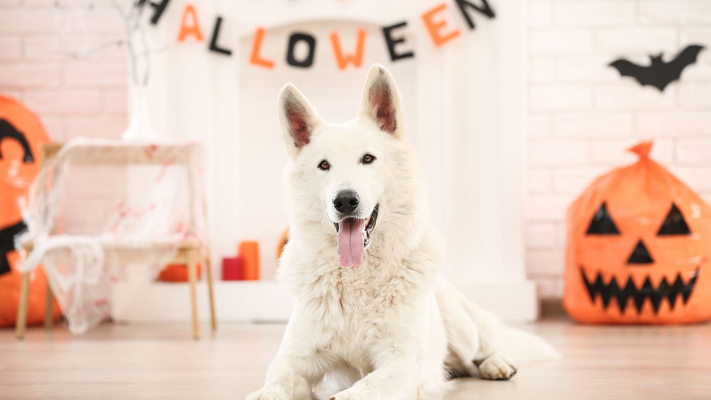A dog lying on the floor in a Halloween party theme place.