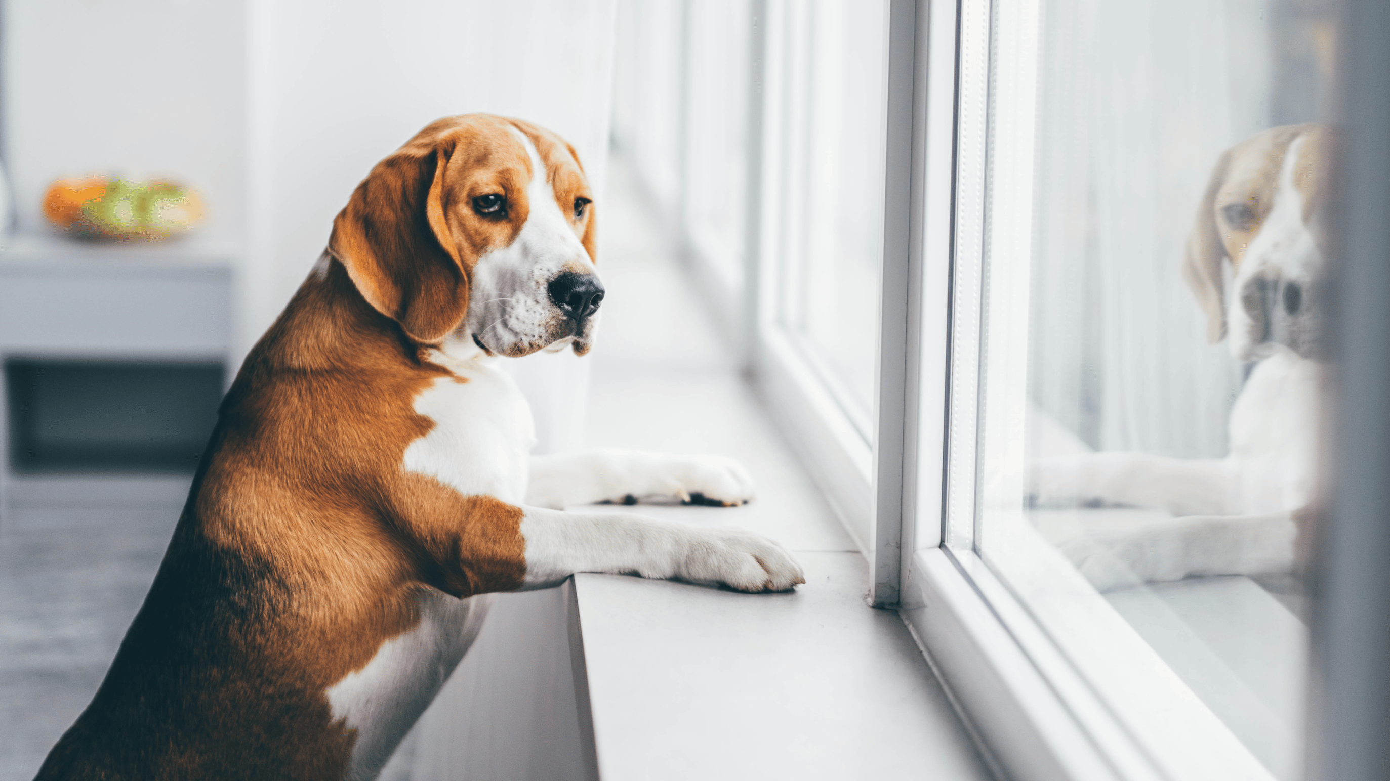 7 Fun Tips to keep your dog from being bored when home alone