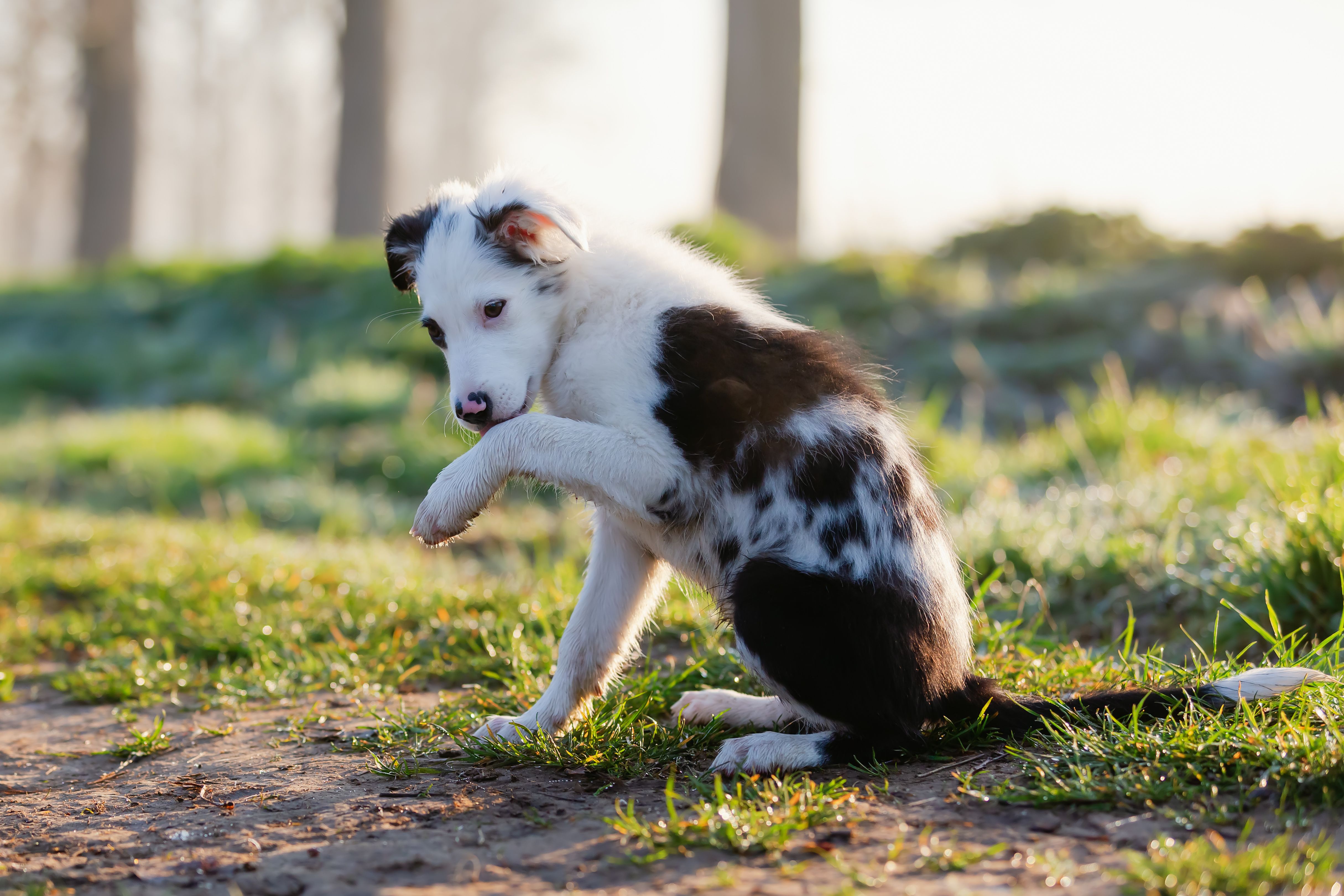 Why Do Dogs Lick Their Paws and What Does it Mean?