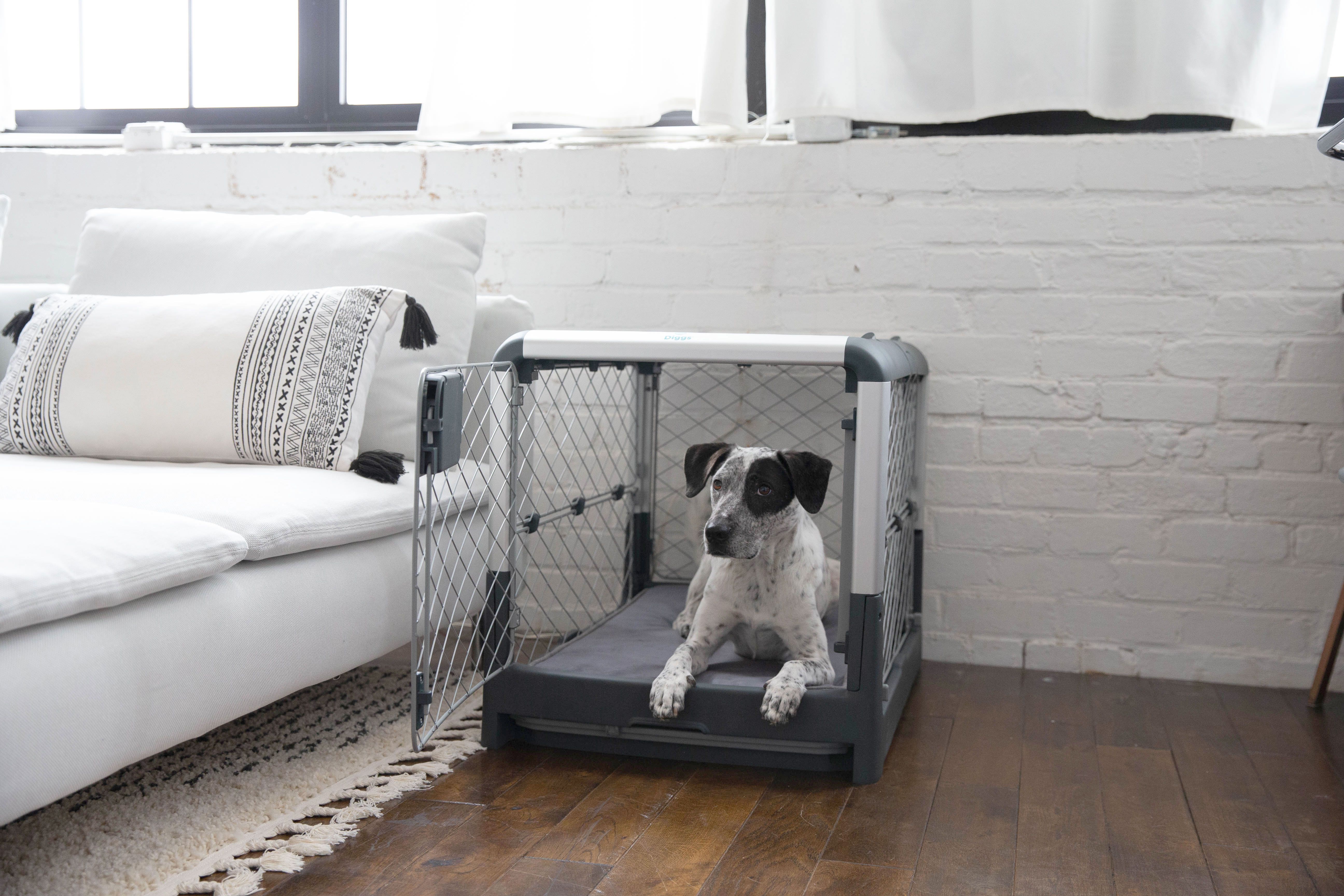 Activities For Dogs On Crate Rest - Professional Dog Training Tips 