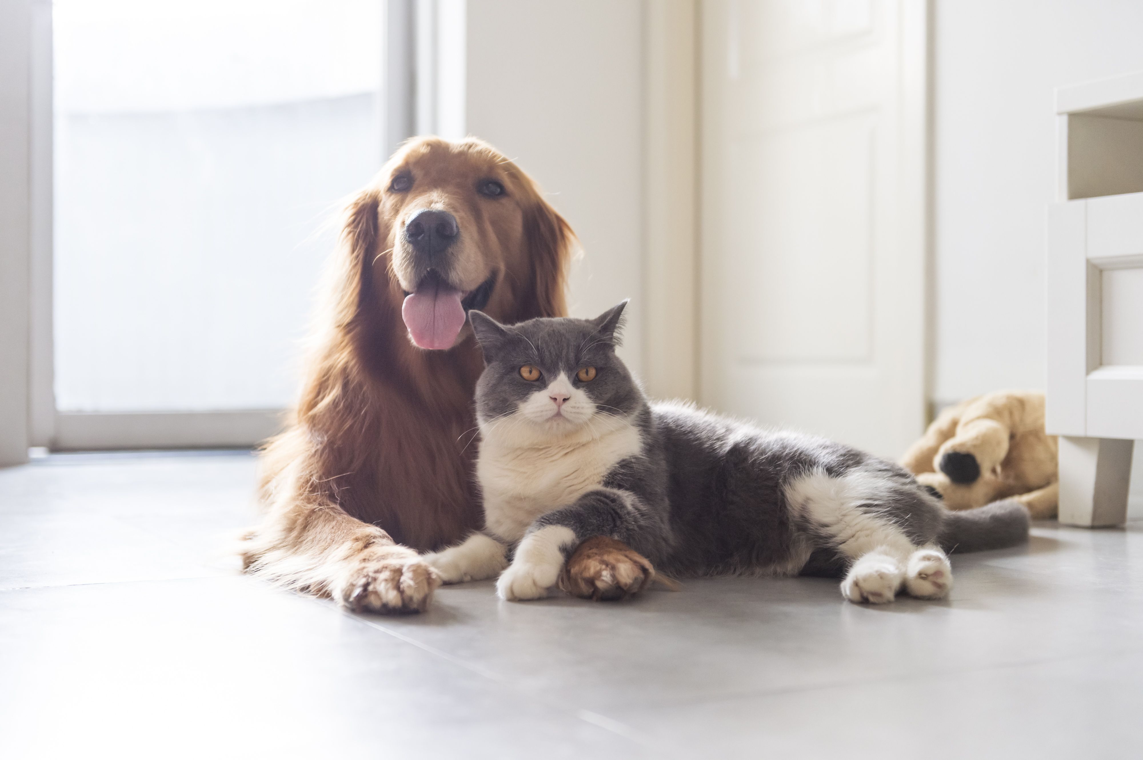 Why Dogs & Cats Are Always Enemies