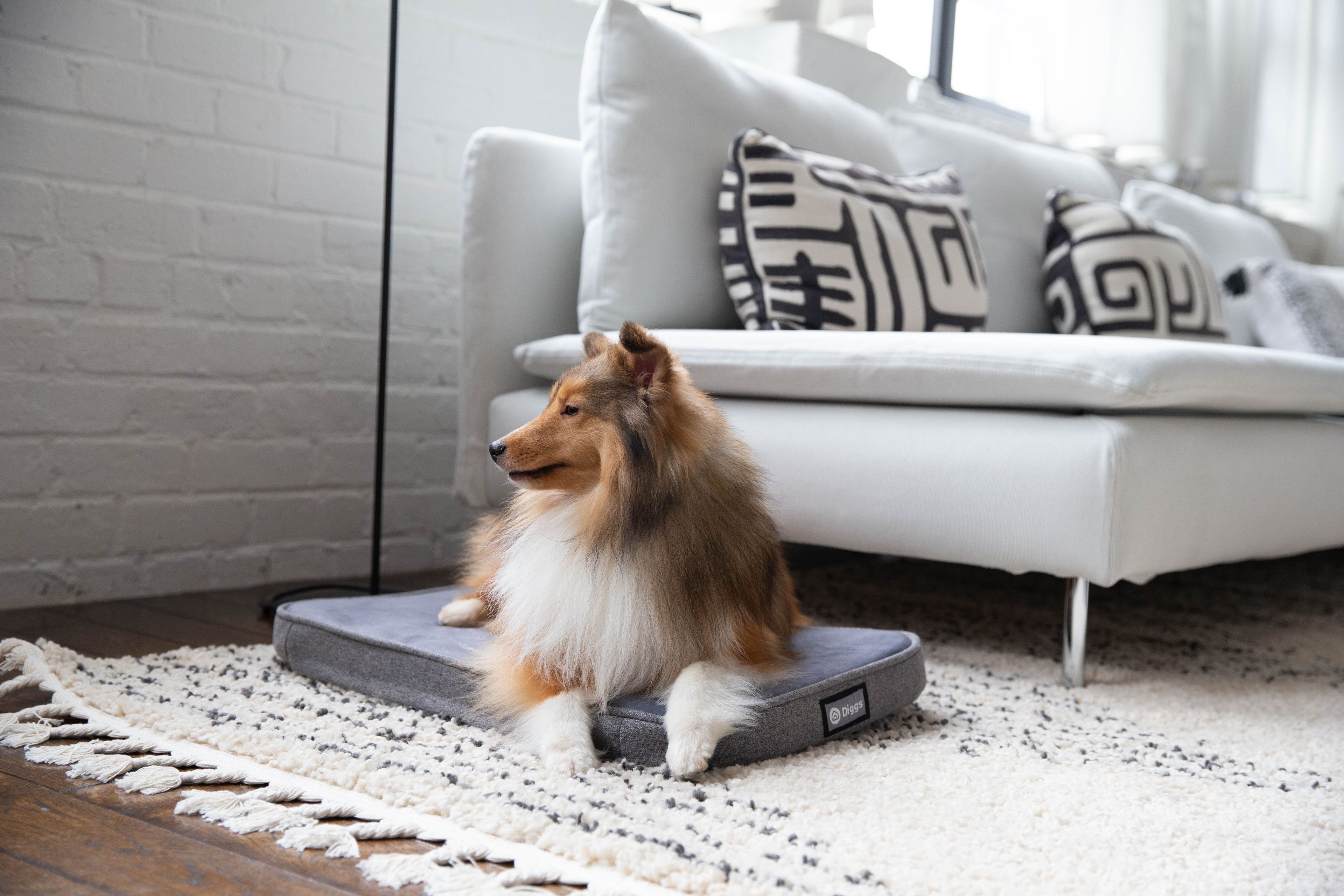 puppy-sleep-schedule-everything-you-need-to-know-diggs