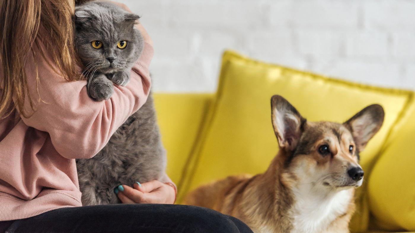 Introducing and Managing Cats and Dogs