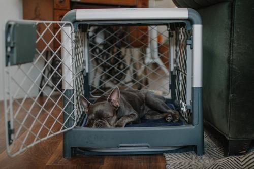 What to Put in Your Puppy's Crate at Night - Orvis News