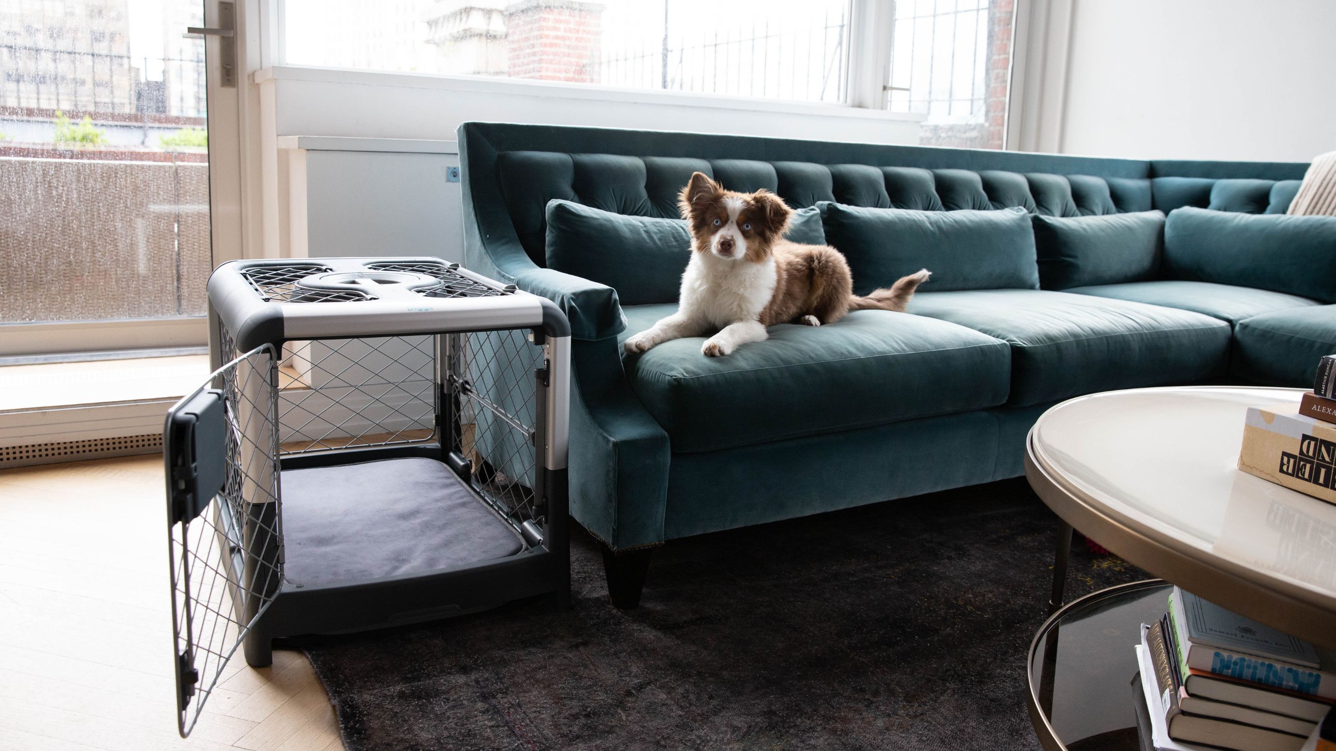 How Do You Potty Train a Puppy? A HowTo Guide Diggs