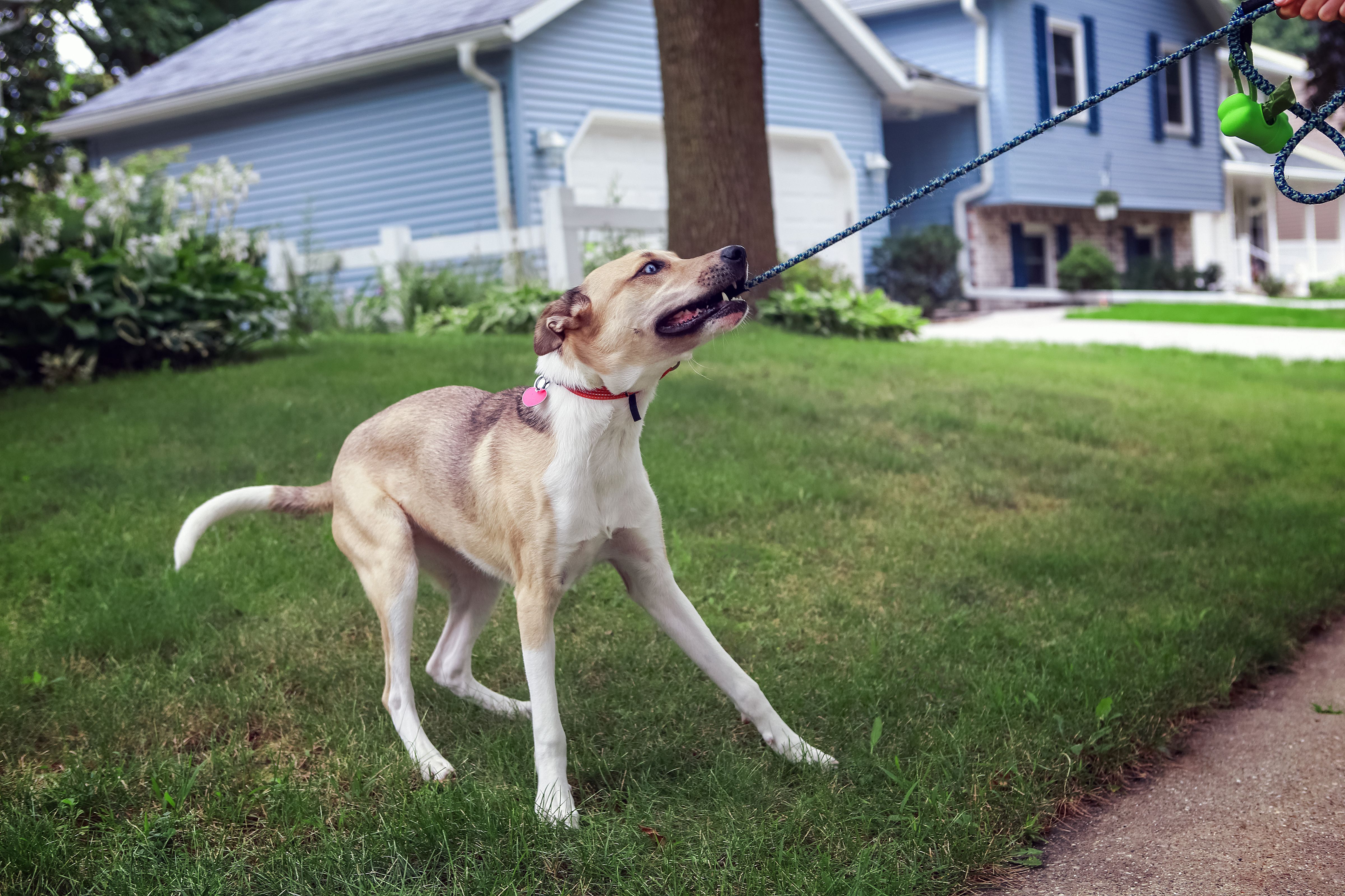 How to Troubleshoot Common Dog Walking Problems Diggs