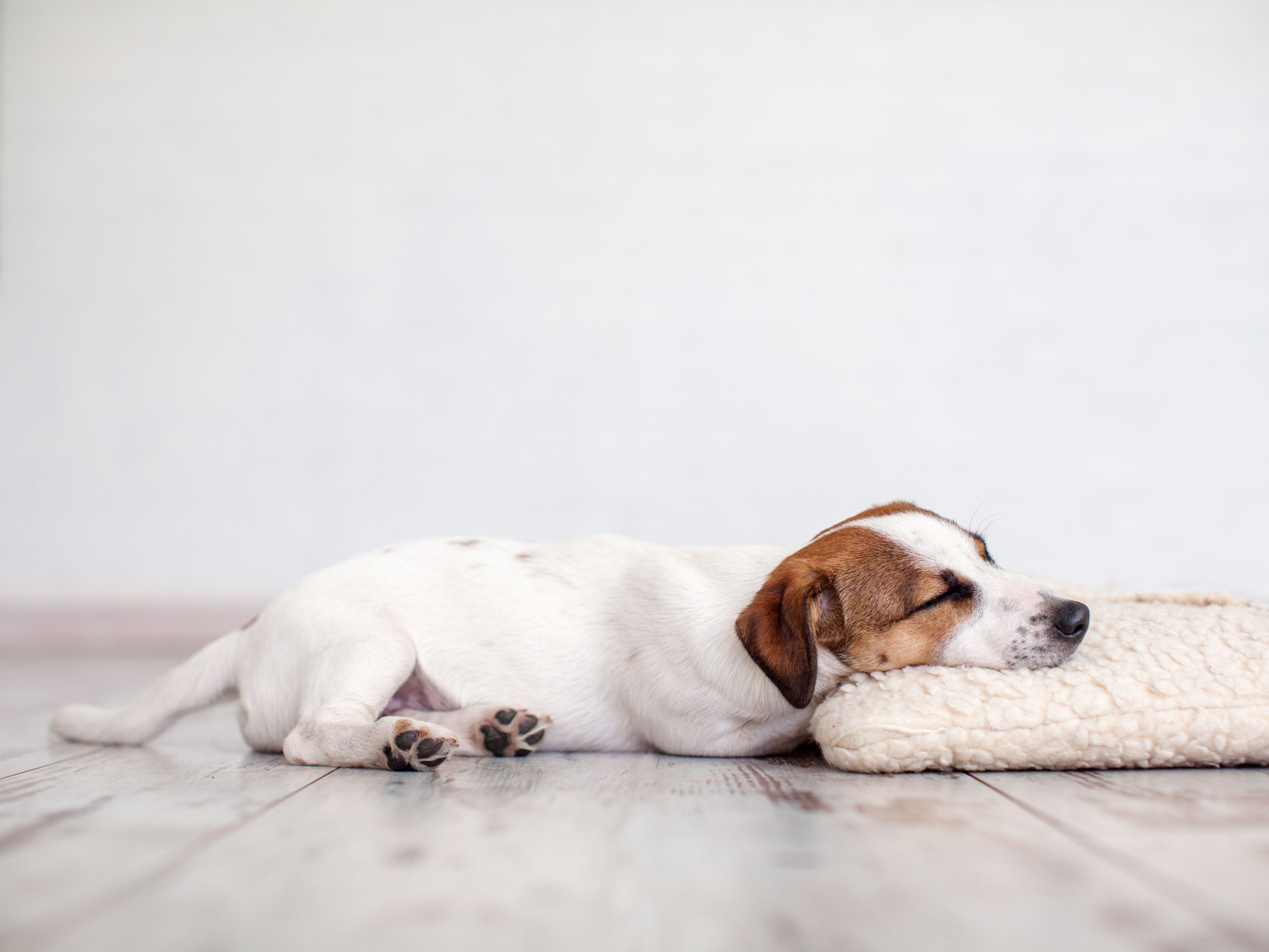 Dog Nightmares: What Can You Do About Them? - Diggs