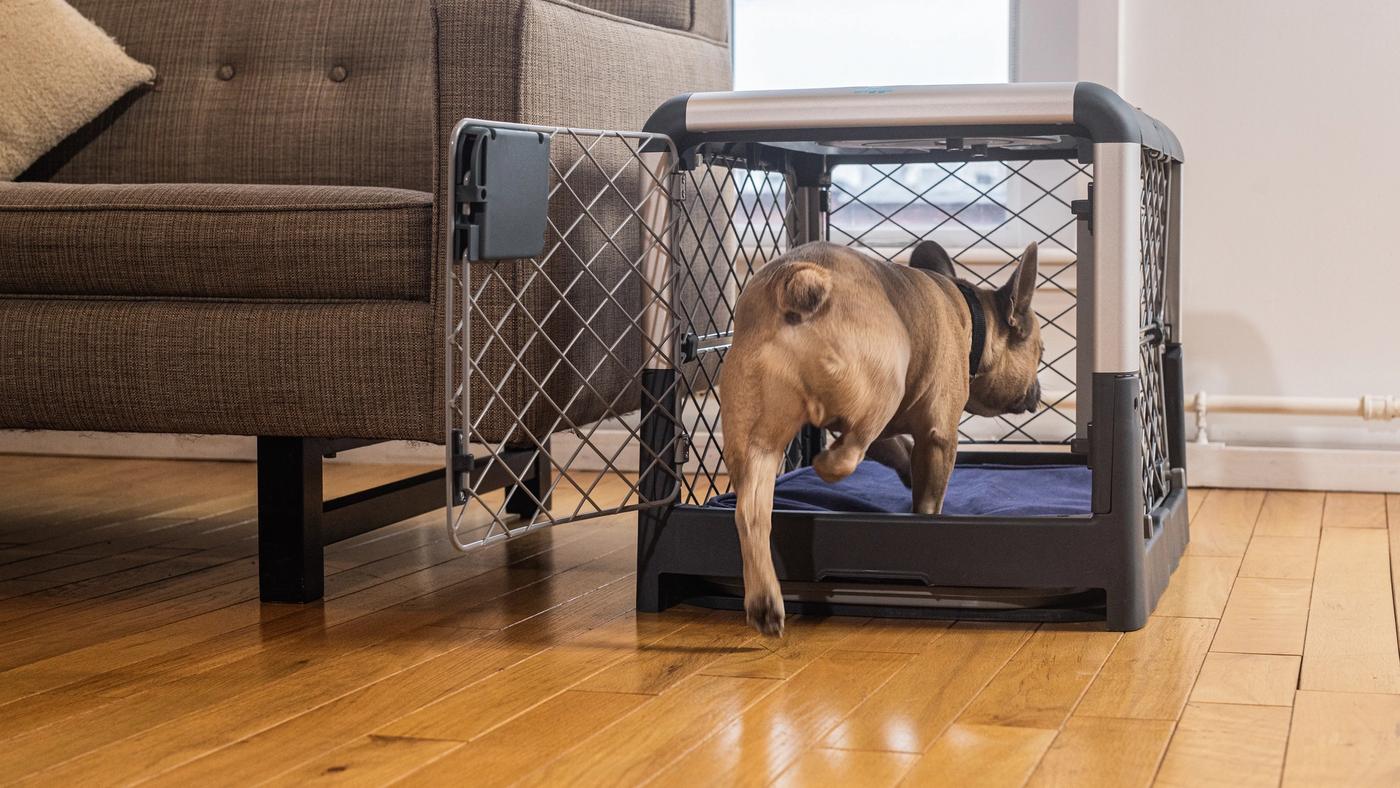 Our Best Tips & Tricks For Crate Training Your Puppy — Standing Stone  Kennels
