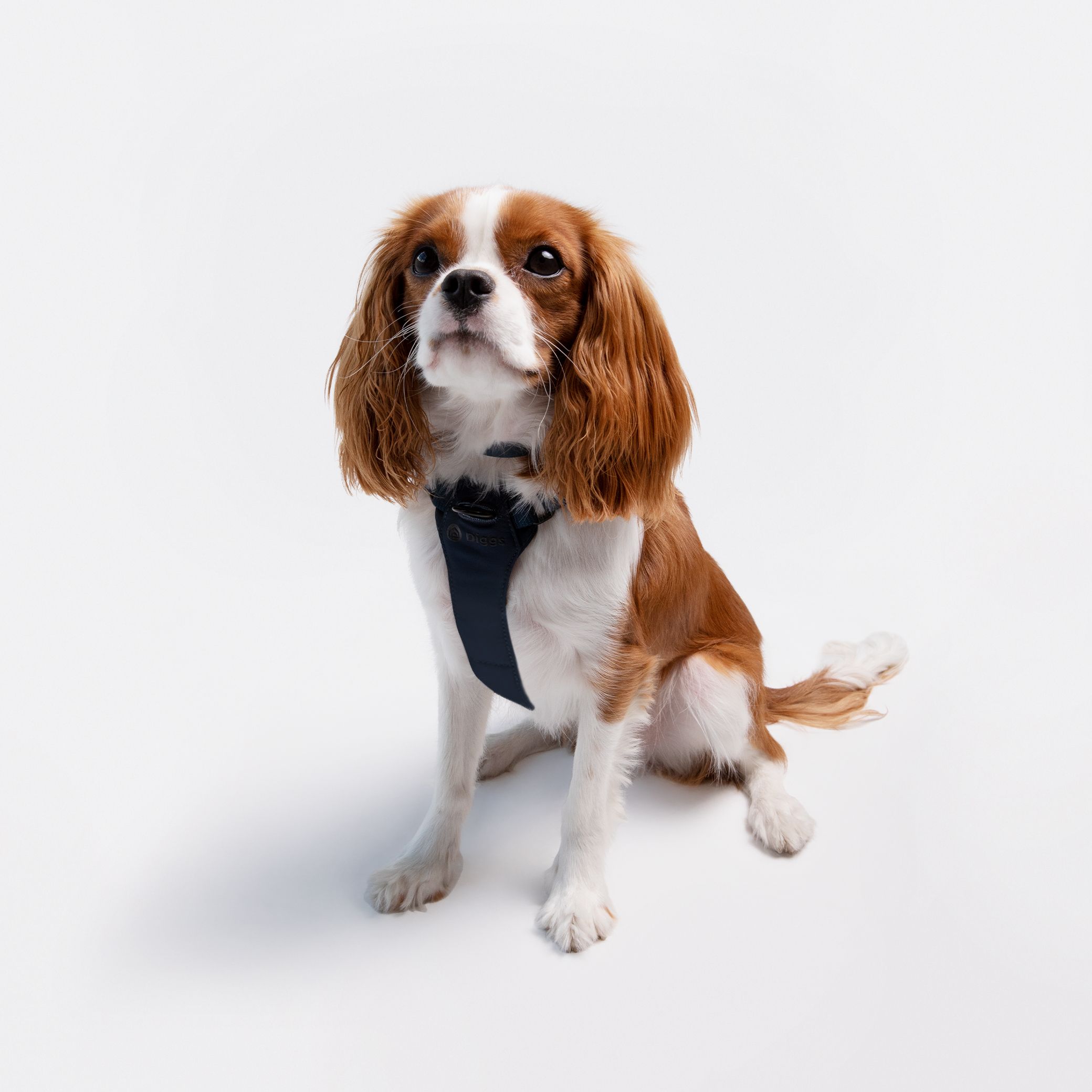 A mixed color of the brown and white dog wearing Diggs Harness in the Navy.