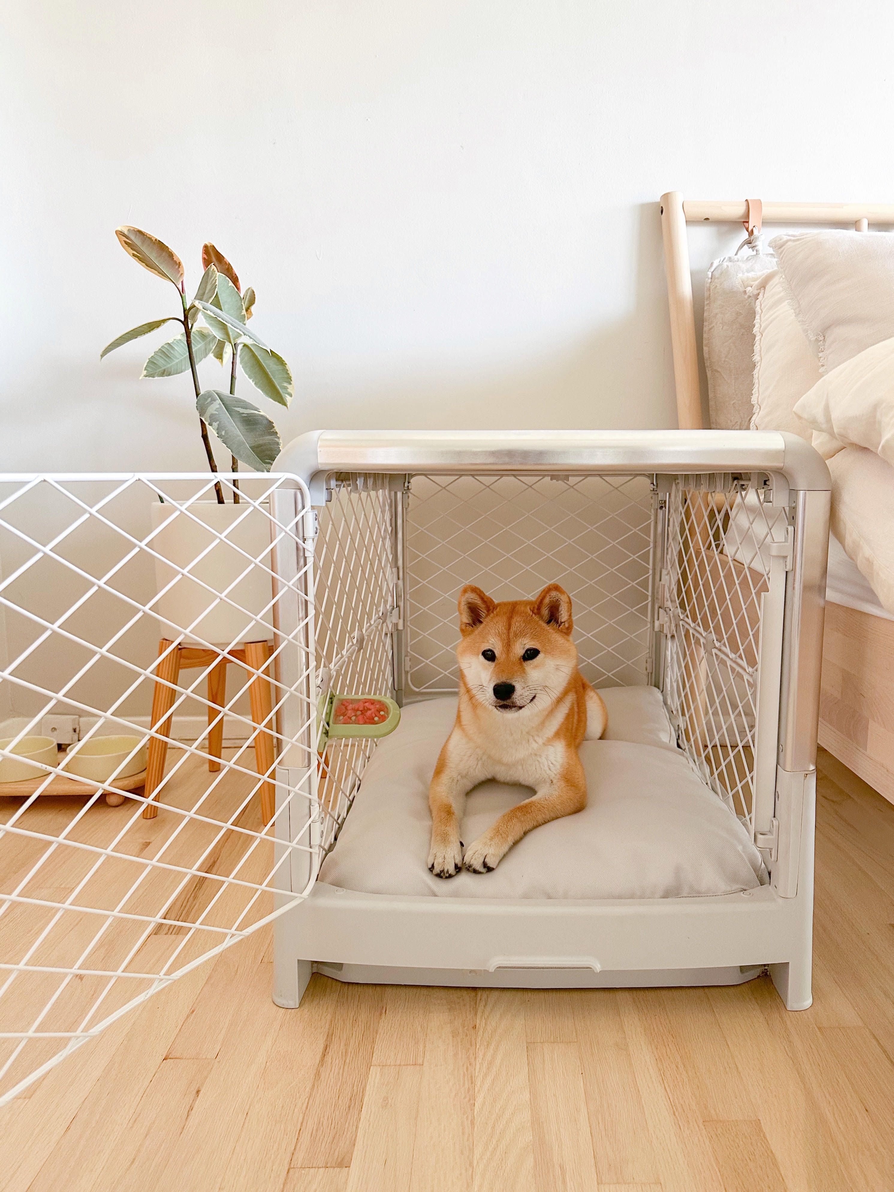 How to stop a dog from barking in outlet his crate