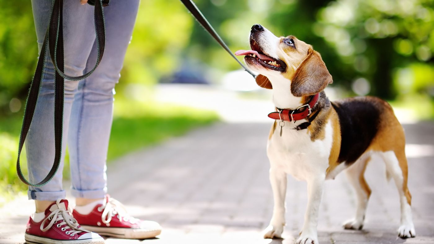 A dog and a pet parent holding a Diggs Leash in charcoal connected to the dog's collar wearing. 