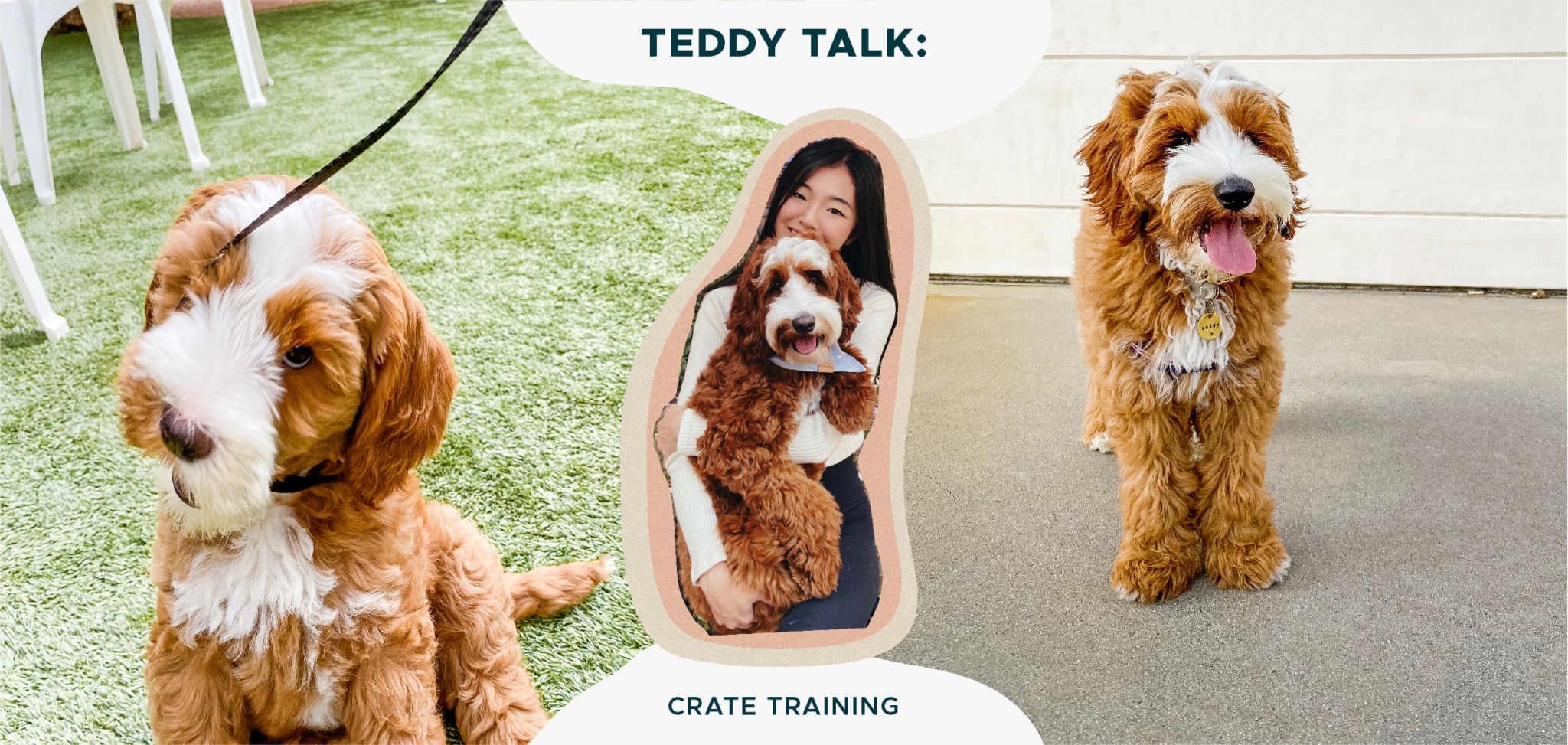 Puppies Love This Crate-Training Tool That Keeps Their Attention