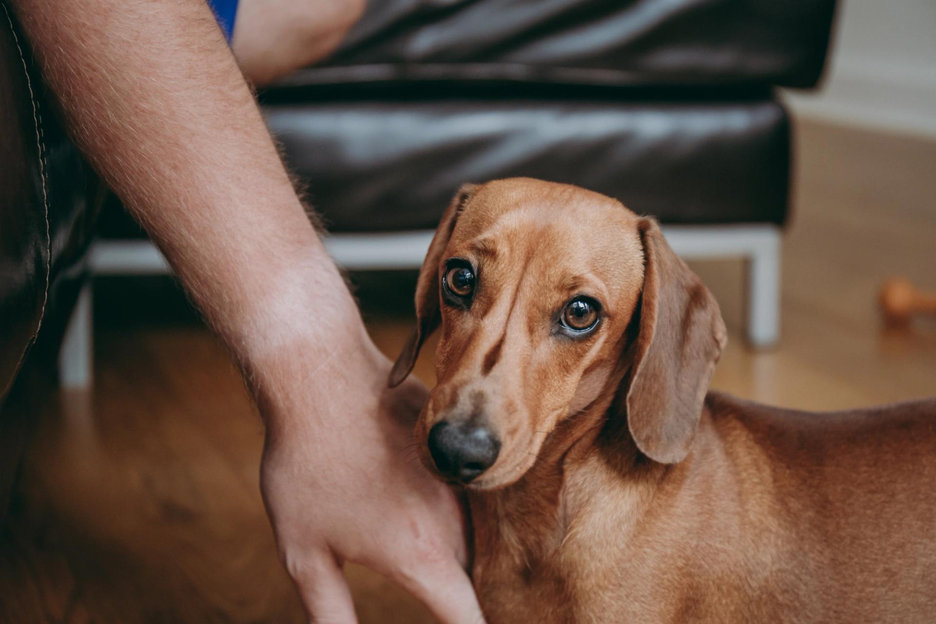 Why Do Dogs Bite? A Complete Guide Diggs