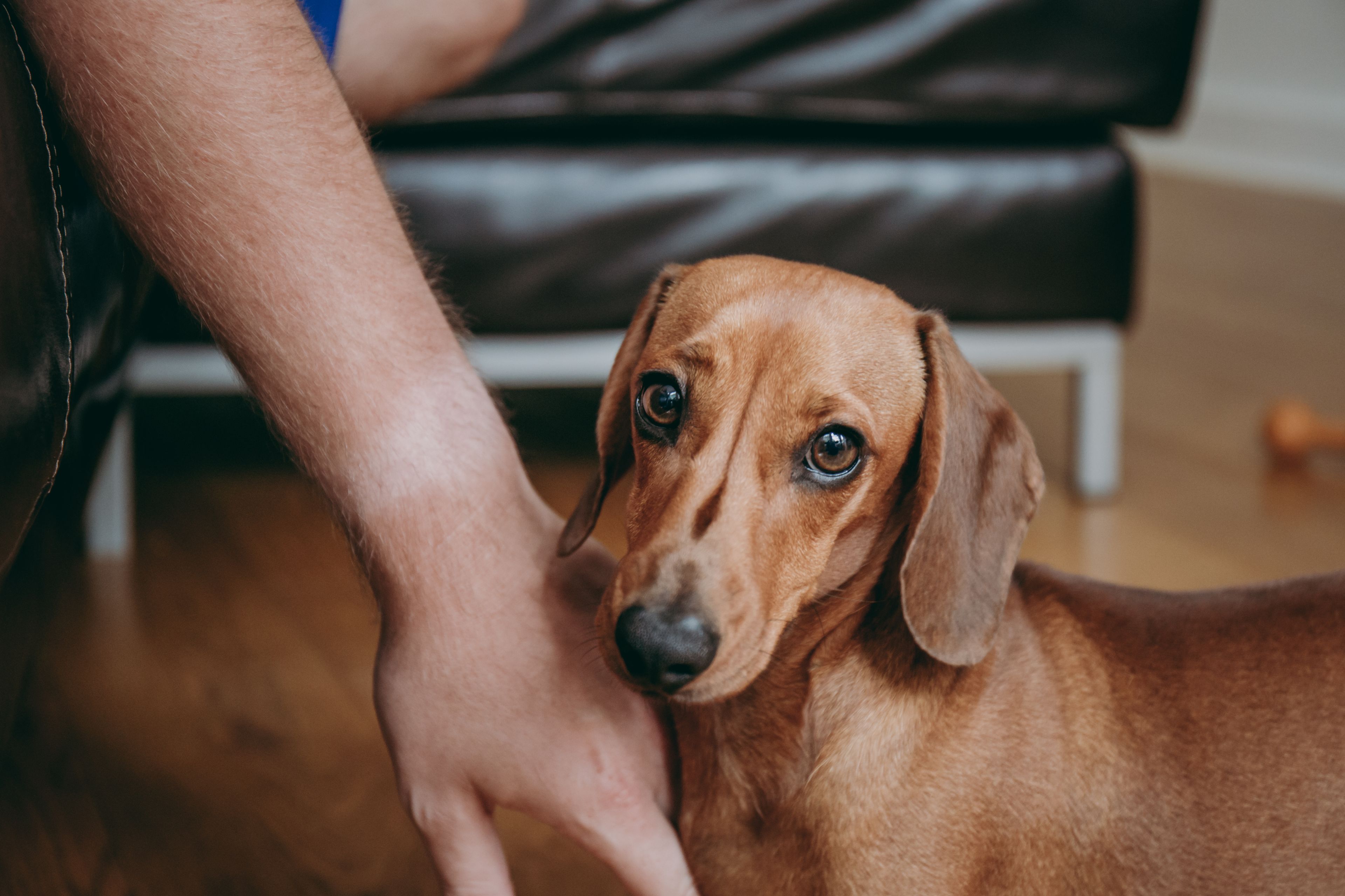 Why Do Dogs Bite? A Complete Guide Diggs